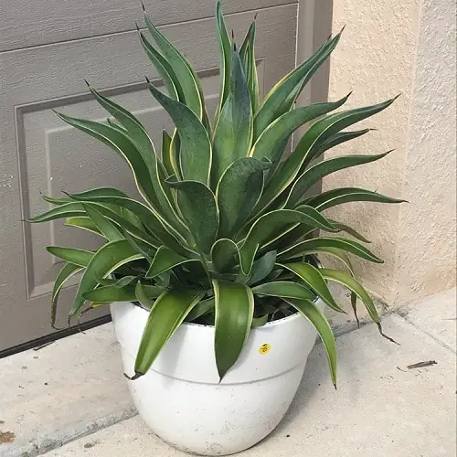 Most Beautiful Indoor Agave Varieties 8