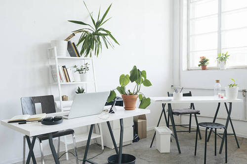 Office Plant Decor for Green Working Environment 10