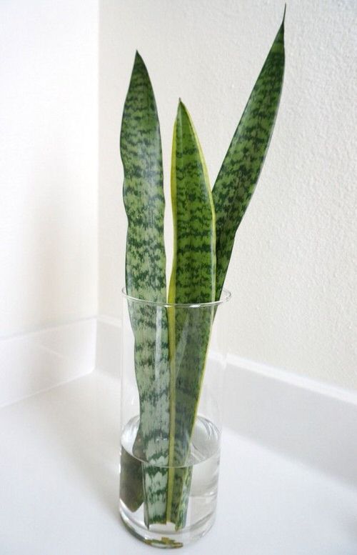 Vase-Growing Indoor Plants5