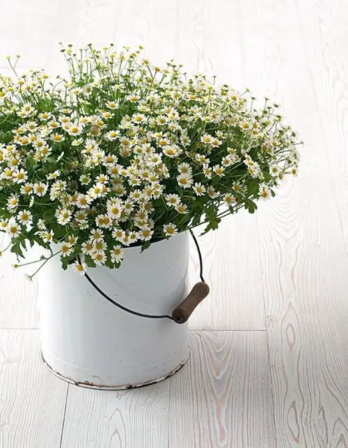 Healing Houseplants that can Improve your Health 7