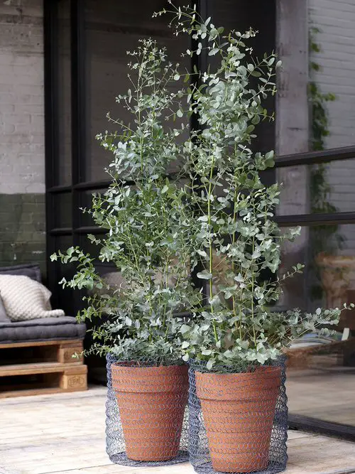Plants that Repel Spiders 8
