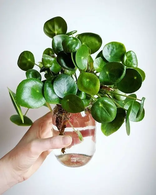 Indoor Plants That Are Vase-Friendly