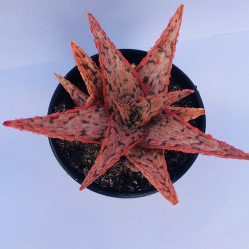 Beautiful Pink Succulents 2