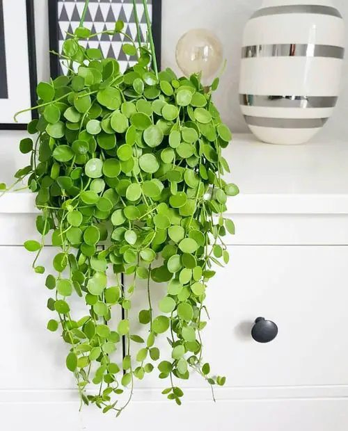Best Indoor Vines & Climbers String of Nickels