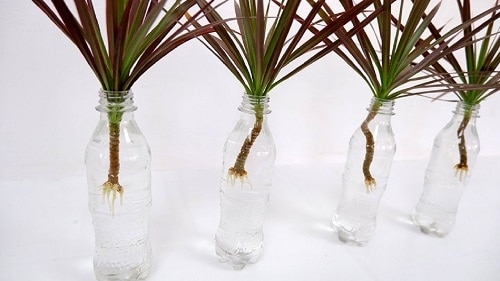 Indoor Plants That Are Vase-Friendly2