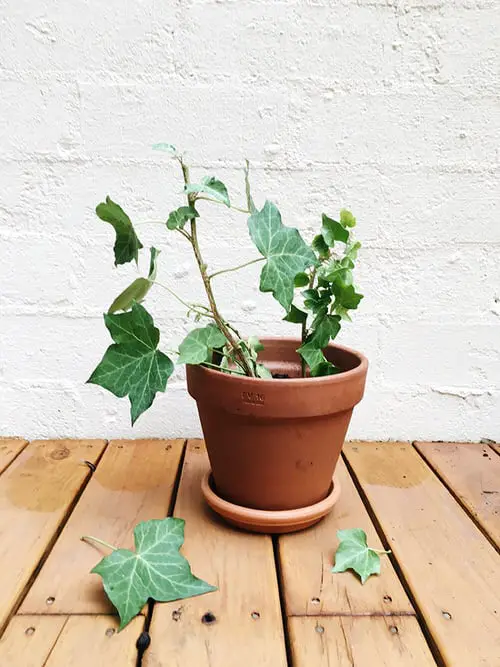 Indoor Plants you can Grow from Cuttings 10