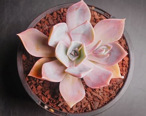 Beautiful Pink Succulents 8