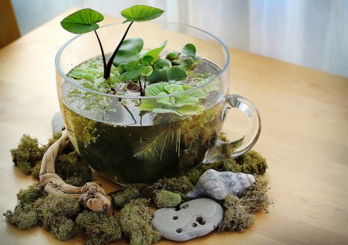 DIY Table Top Water Garden