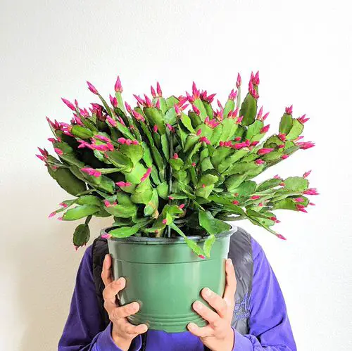 Popular Holiday Season Houseplants