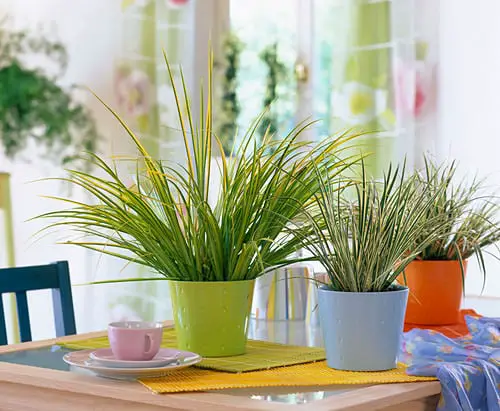 Best Ornamental Indoor Grass 2