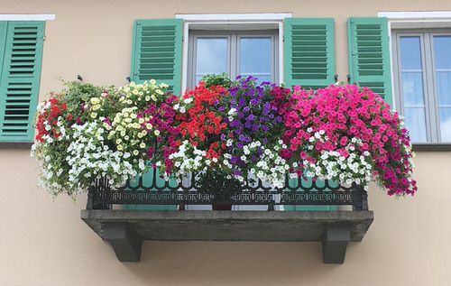 Hanging Planter Ideas for Your Balcony 18