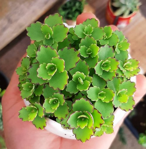 Beautiful Kalanchoe Types 9