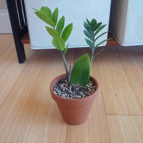 Indoor Plants you can Grow from Cuttings 11