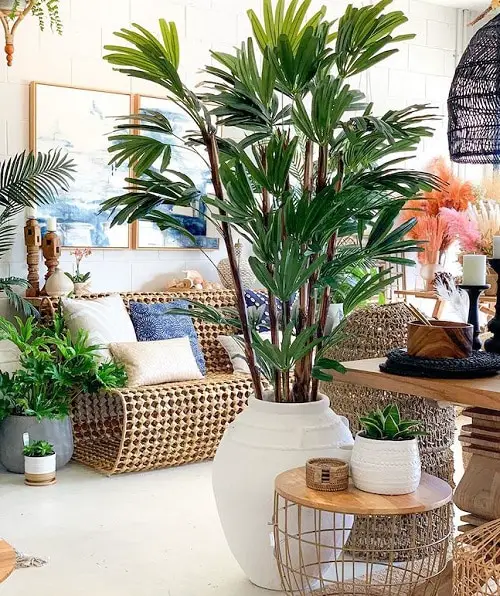 Trees You Can Grow Indoors 12