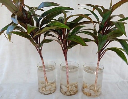 Indoor Plants That Are Vase-Friendly3