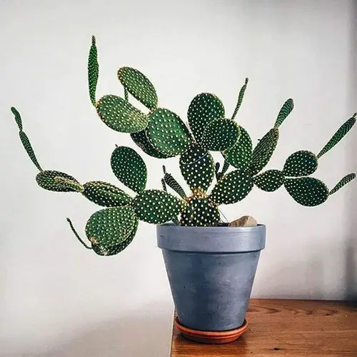 Succulents According to Zodiac Signs 2
