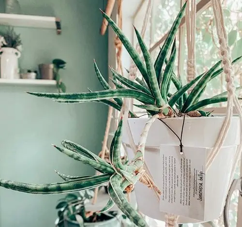 Best Cascading Succulents 2