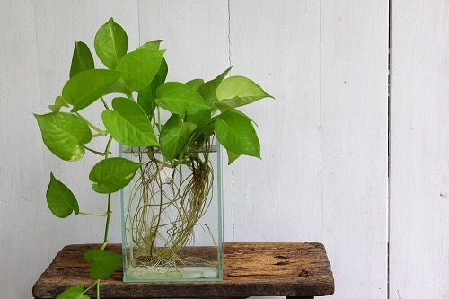 Popular Indoor Plants You Can Grow In Vases 2