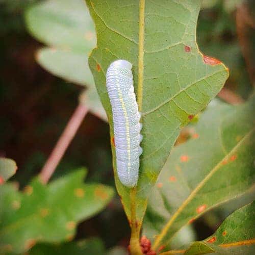 Types of Green Caterpillars 3