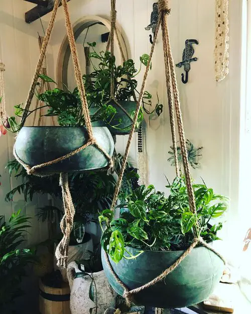 Houseplants That Improve Productivity 2