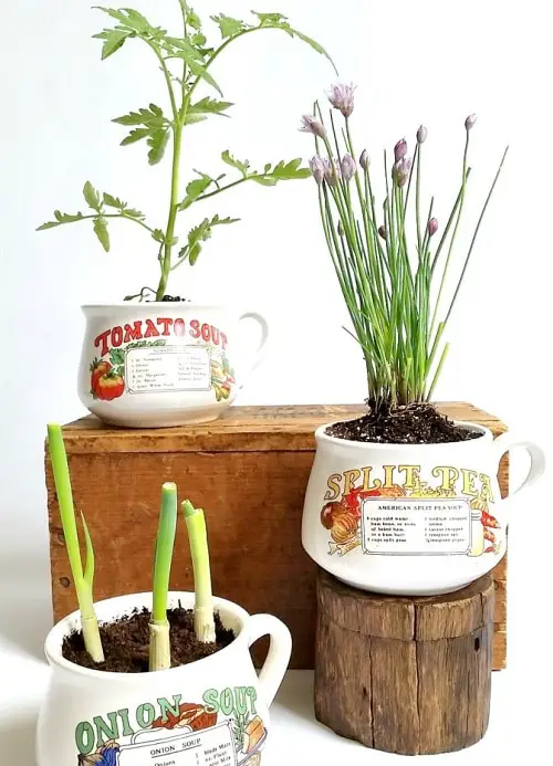 Soup Mug into Unique Planters