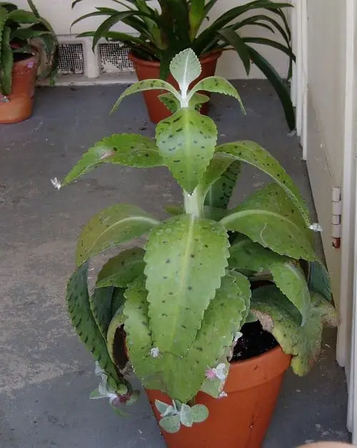 Variegated Versions of Most Popular Houseplants 48