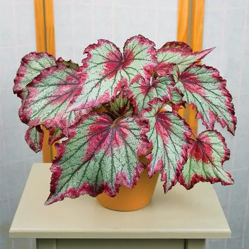beautiful Houseplants that are Tricolour 