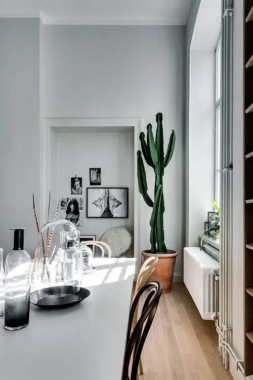 Trees You Can Grow Indoors 10