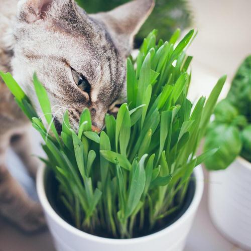 Best Ornamental Indoor Grass 5