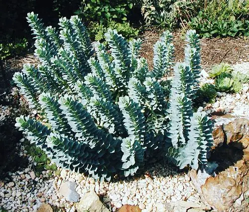 Succulents You Can Grow in Sand