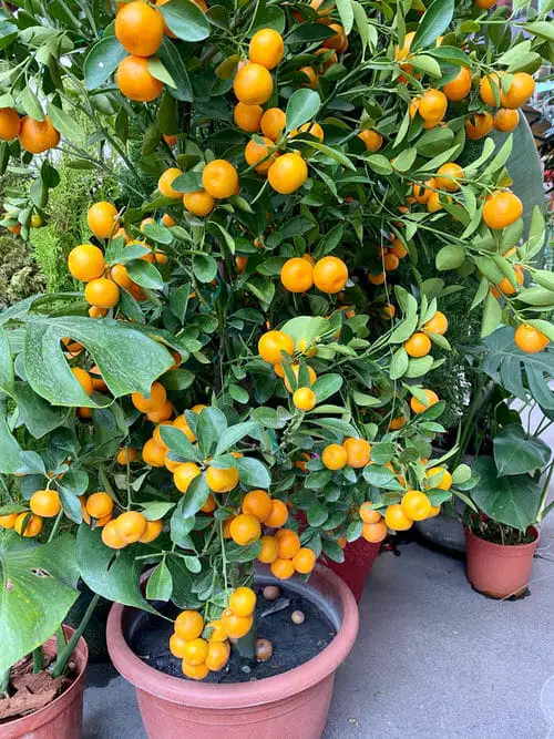 Your Garnish in Containers