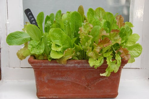 Ways to Grow Lettuce Indoors 3