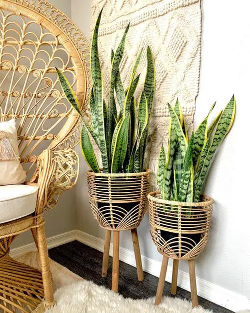 Woven Snake Plant Stands from Bamboo