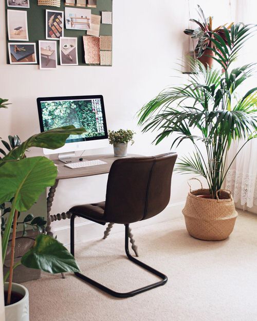 Houseplants That Improve Productivity 3