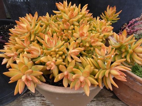 Succulents According to Zodiac Signs 3