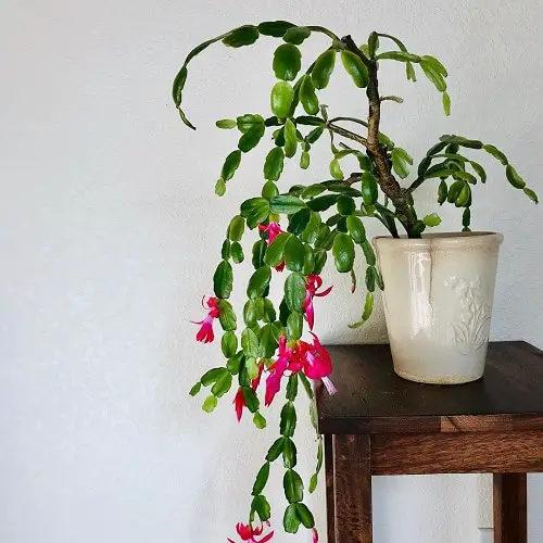 Types of Holiday Cacti 3