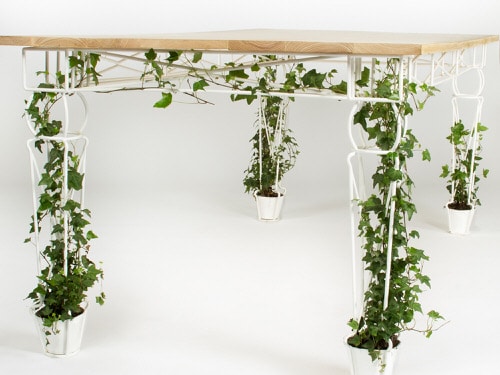 How to Decorate a Rental Home with Plants 3