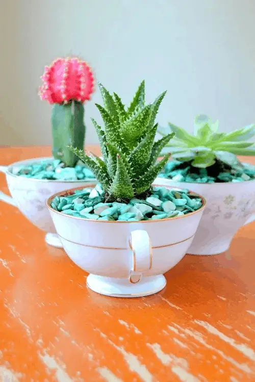 Succulents in Mugs & Cups