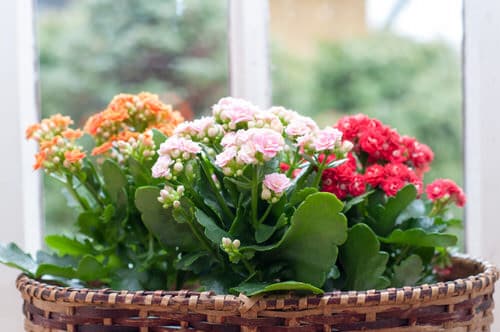 Beautiful Kalanchoe Types 4