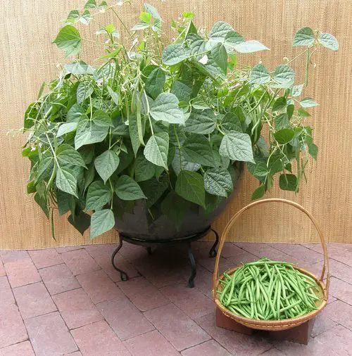 How to Make A Delicious Soup Garden in Containers 4