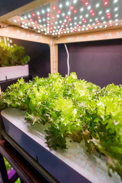 Ways to Grow Lettuce Indoors 4