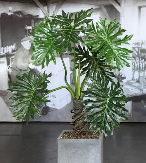 Easy to Grow Philodendrons 2
