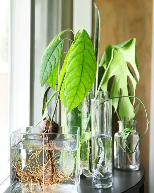 Indoor Plant Propagation Station Ideas 85