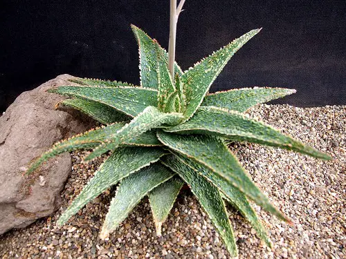 top Succulents You Can Grow in Sand