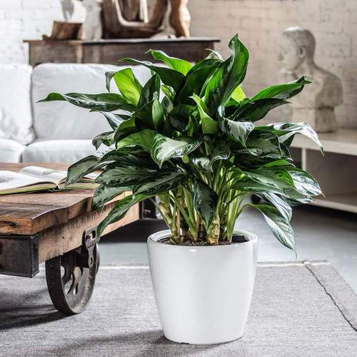 Houseplants That Improve Productivity 4