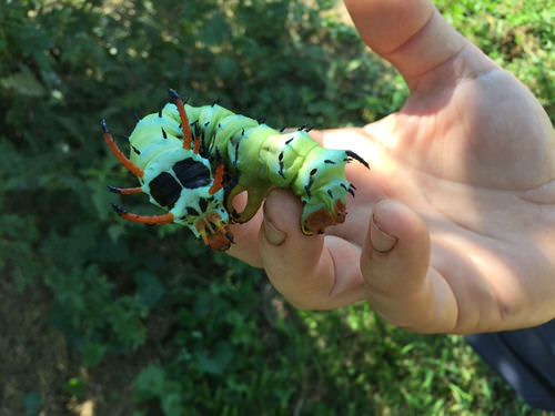 Types of Green Caterpillars 7