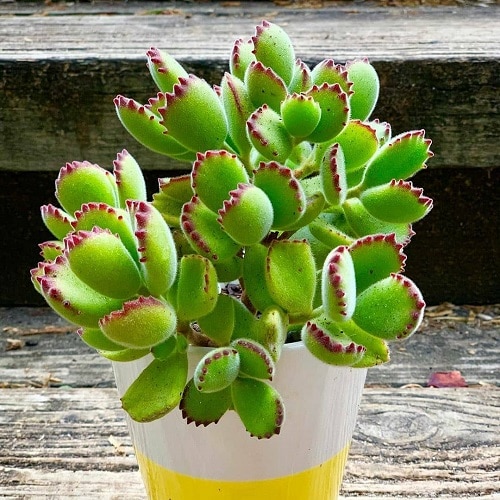 Succulents According to Zodiac Signs 4