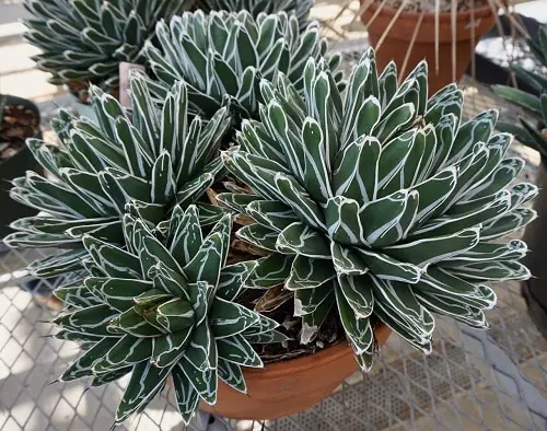 Most Beautiful Indoor Agave Varieties 4