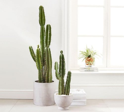 Best Tall Cactus Plants