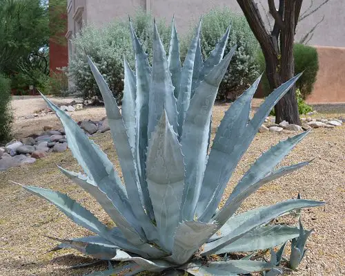 best Succulents You Can Grow in Sand